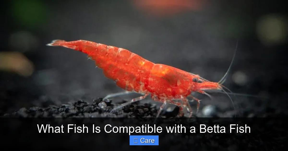 What Fish Is Compatible with a Betta Fish