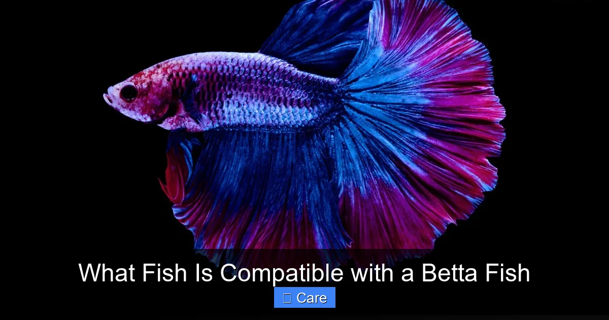 What Fish Is Compatible with a Betta Fish