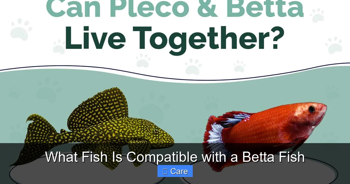 What Fish Is Compatible with a Betta Fish