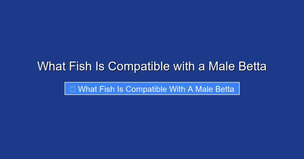 What Fish Is Compatible with a Male Betta