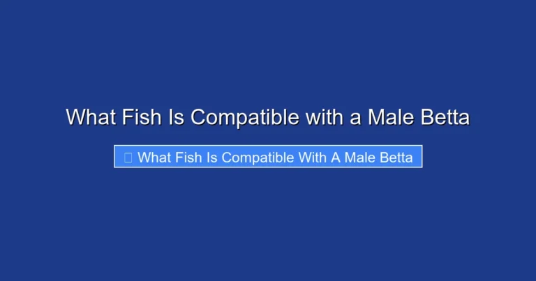 What Fish Is Compatible with a Male Betta