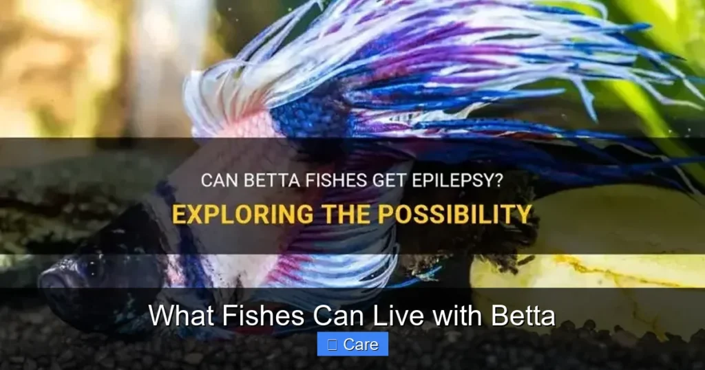 What Fishes Can Live with Betta
