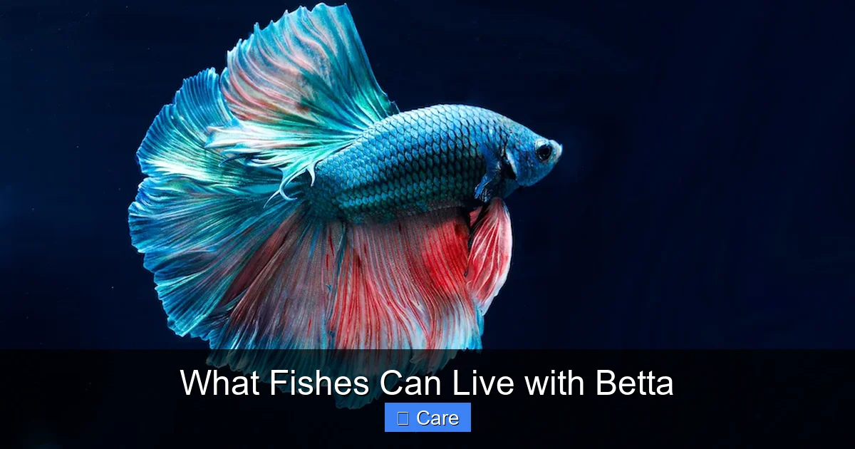 What Fishes Can Live with Betta