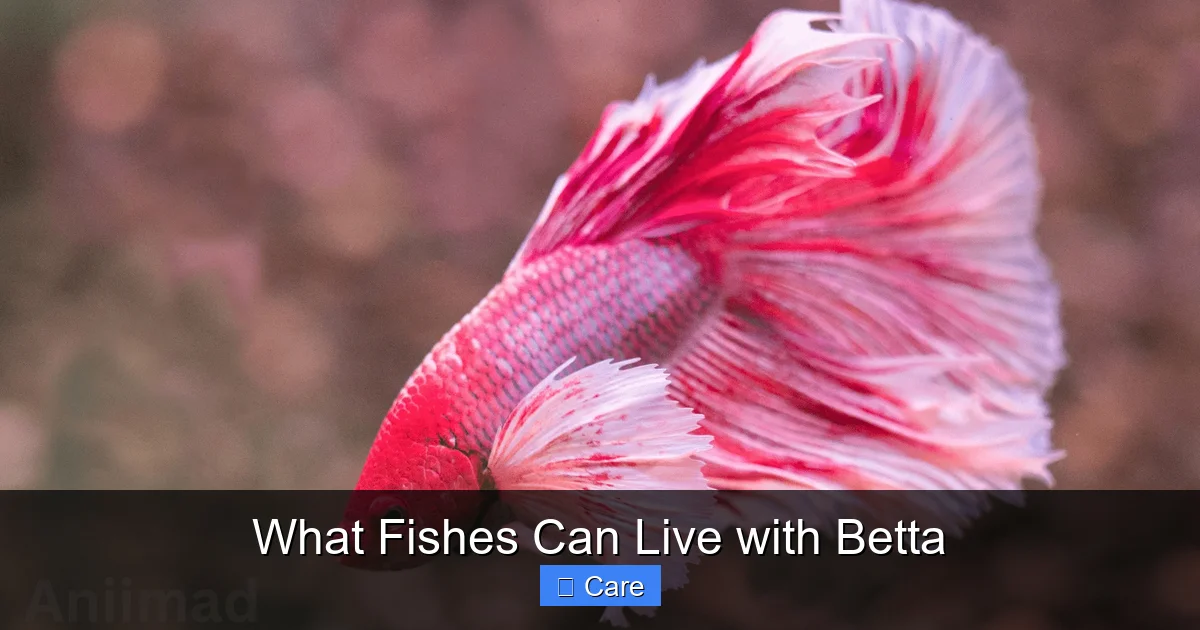 What Fishes Can Live with Betta