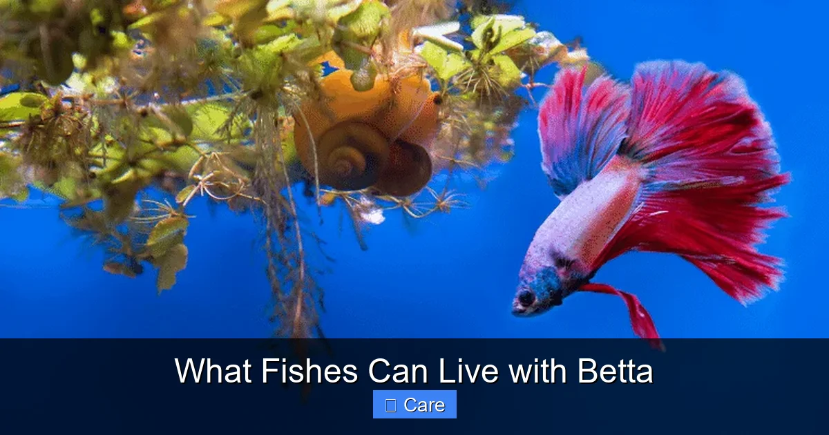 What Fishes Can Live with Betta