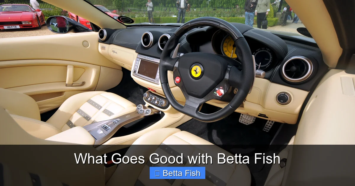 What Goes Good with Betta Fish