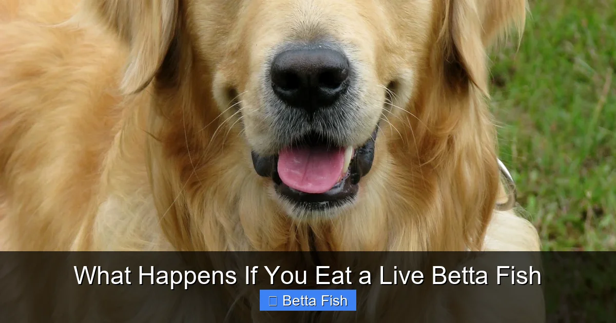 What Happens If You Eat a Live Betta Fish