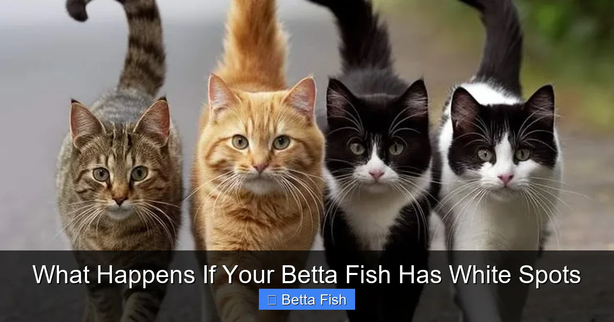 What Happens If Your Betta Fish Has White Spots