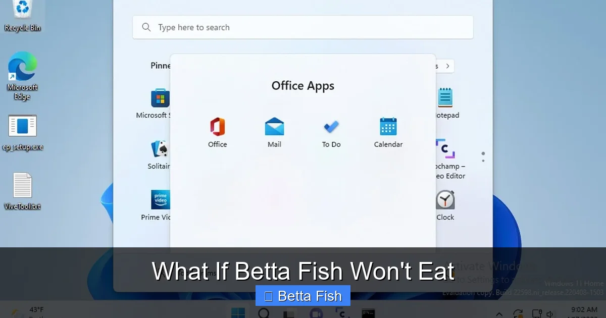 What If Betta Fish Won't Eat