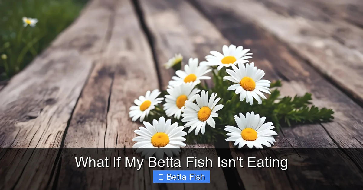 What If My Betta Fish Isn't Eating