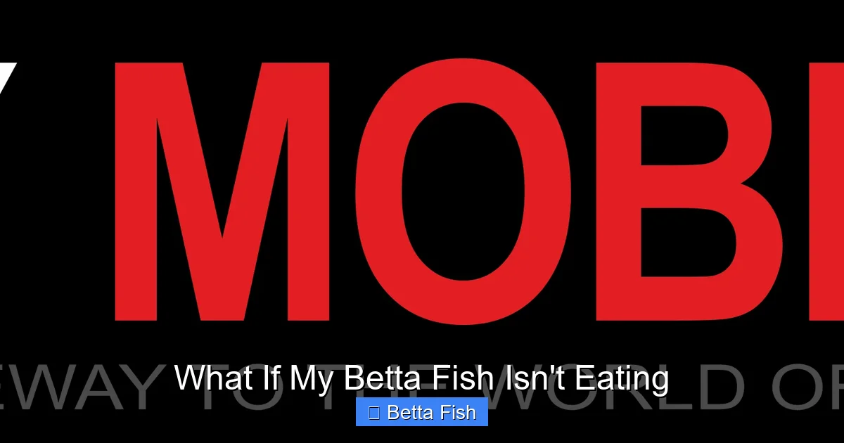 What If My Betta Fish Isn't Eating