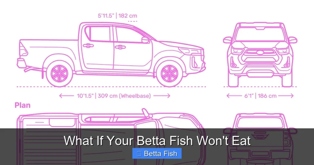 What If Your Betta Fish Won't Eat