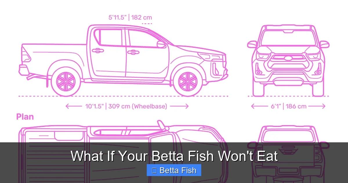 What If Your Betta Fish Won't Eat