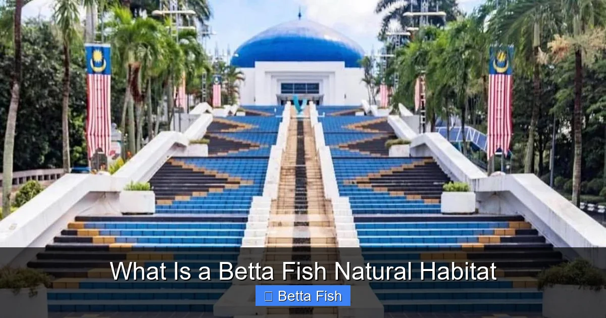 What Is a Betta Fish Natural Habitat