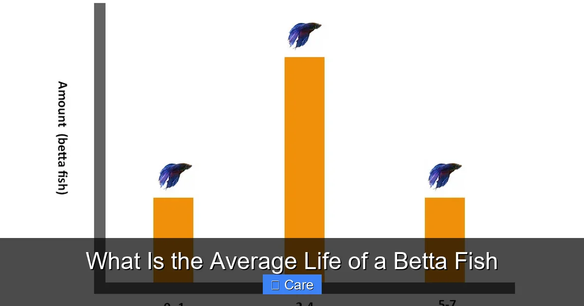 What Is the Average Life of a Betta Fish