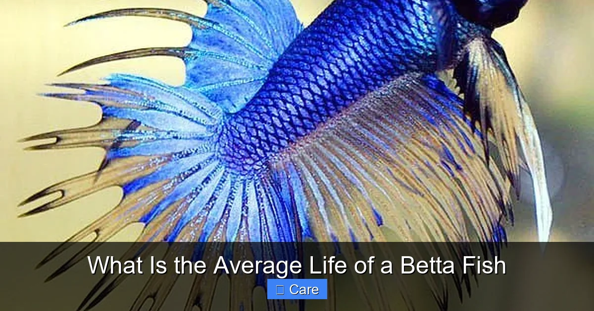 What Is the Average Life of a Betta Fish