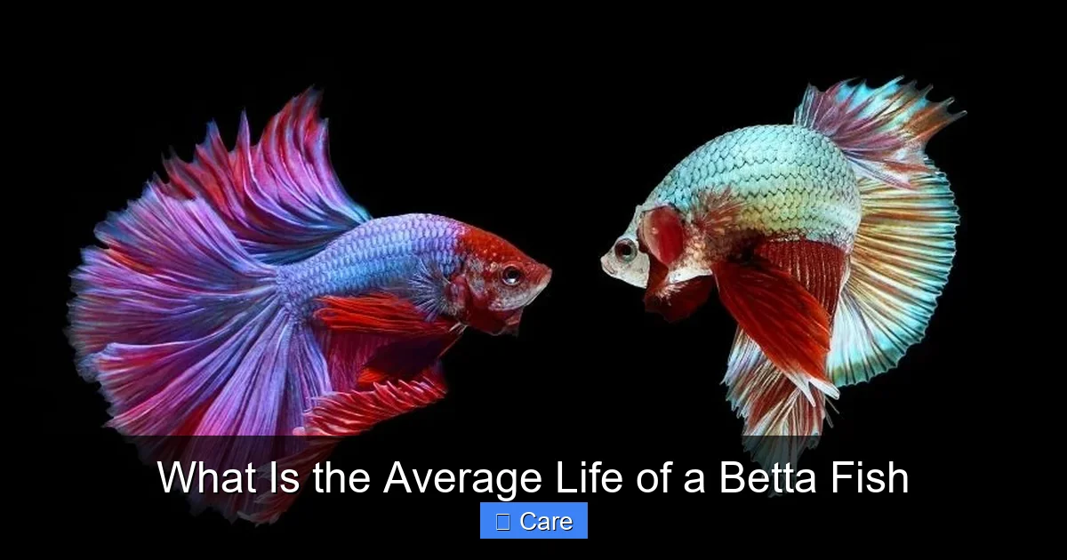 What Is the Average Life of a Betta Fish