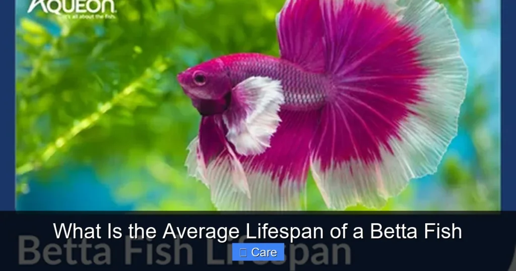 What Is the Average Lifespan of a Betta Fish