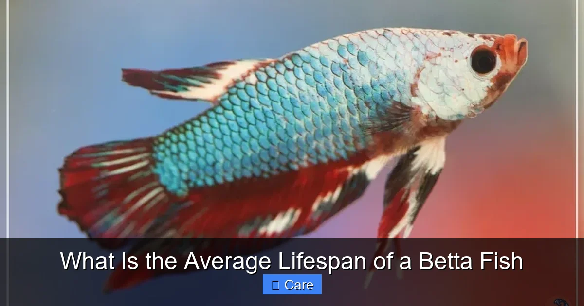 What Is the Average Lifespan of a Betta Fish
