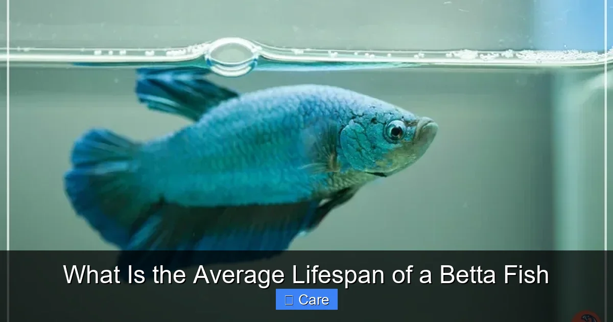 What Is the Average Lifespan of a Betta Fish