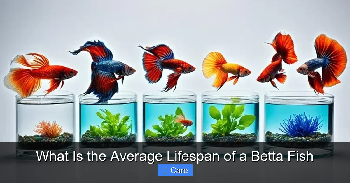 What Is the Average Lifespan of a Betta Fish
