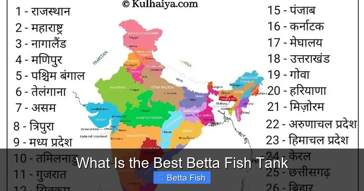 What Is the Best Betta Fish Tank