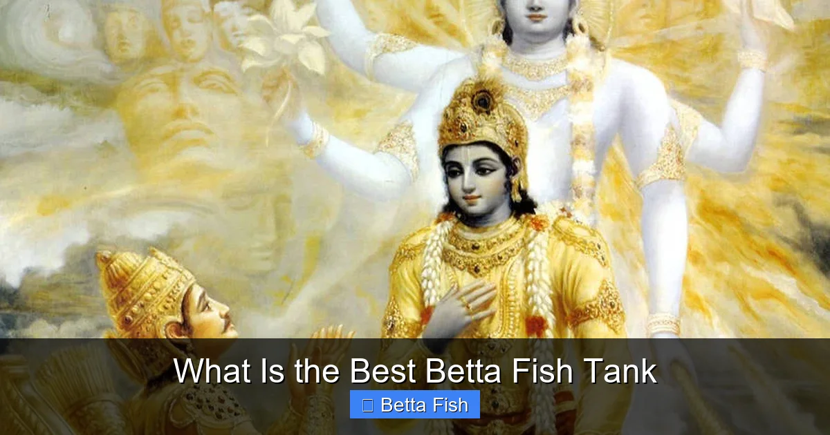 What Is the Best Betta Fish Tank