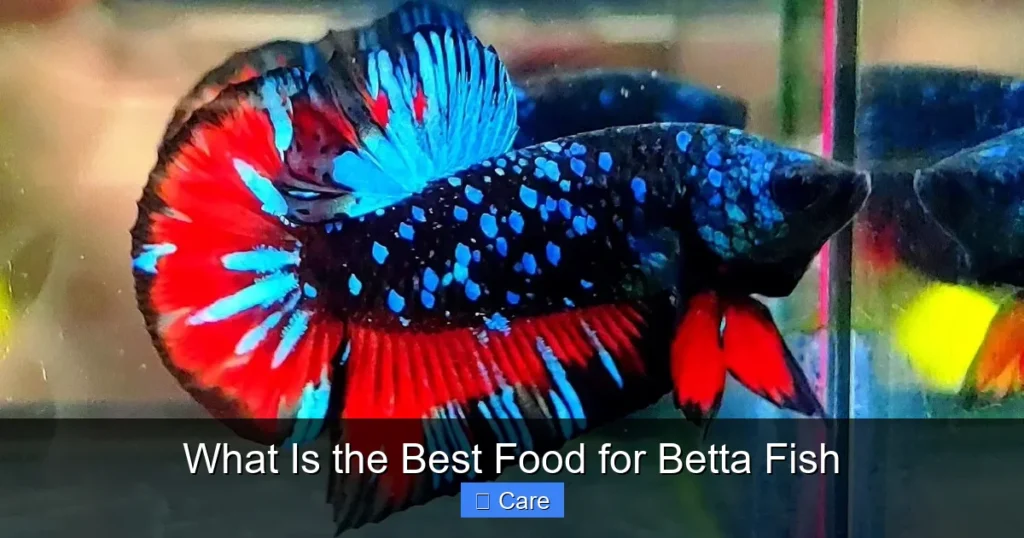 What Is the Best Food for Betta Fish