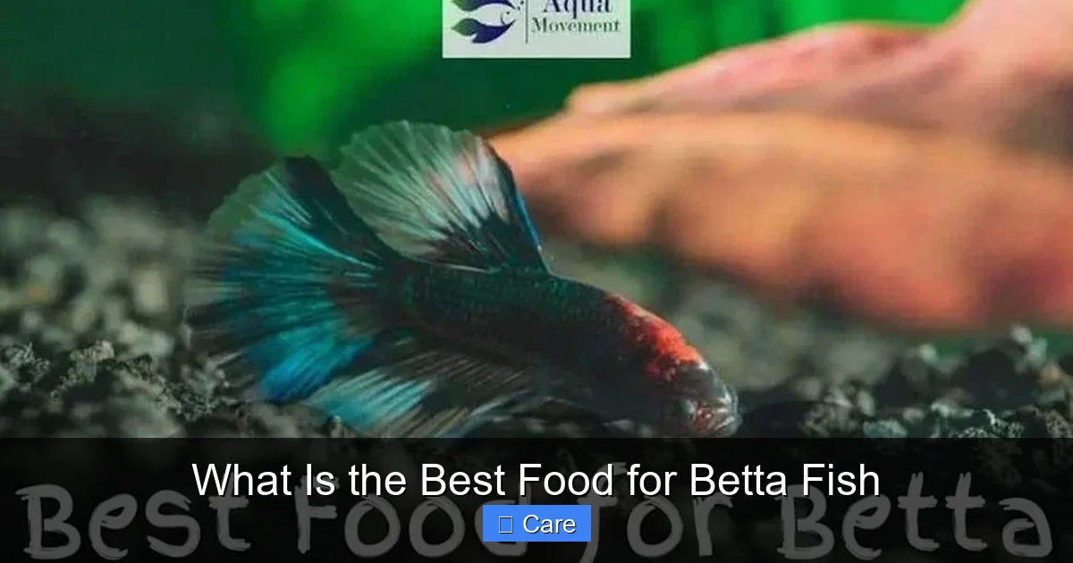 What Is the Best Food for Betta Fish