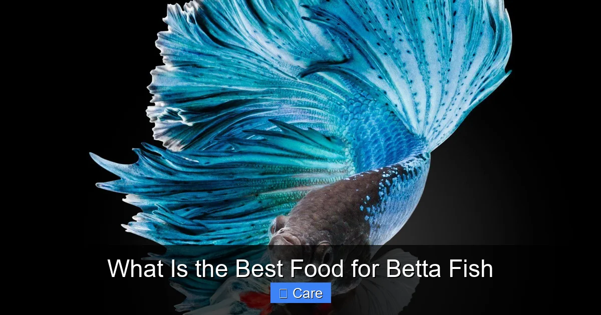 What Is the Best Food for Betta Fish
