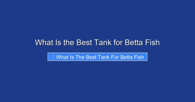 What Is the Best Tank for Betta Fish
