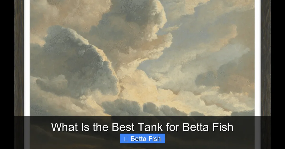What Is the Best Tank for Betta Fish