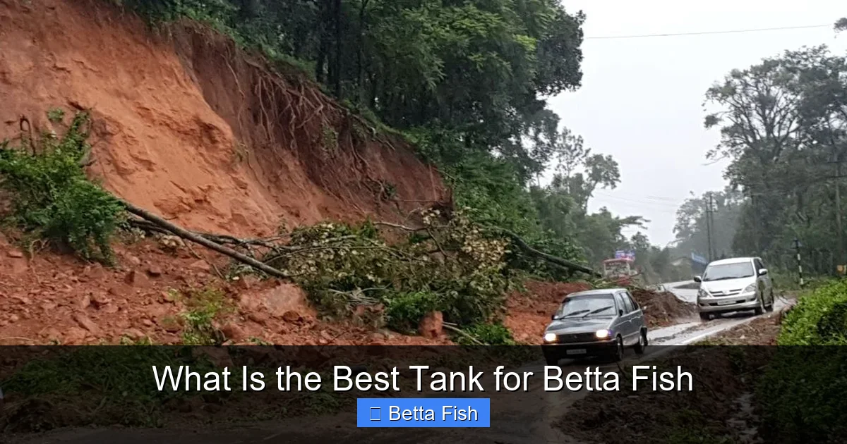 What Is the Best Tank for Betta Fish