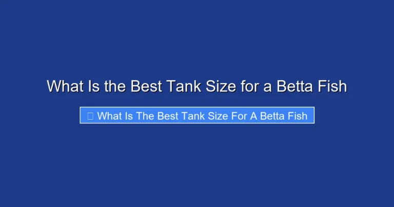 What Is the Best Tank Size for a Betta Fish