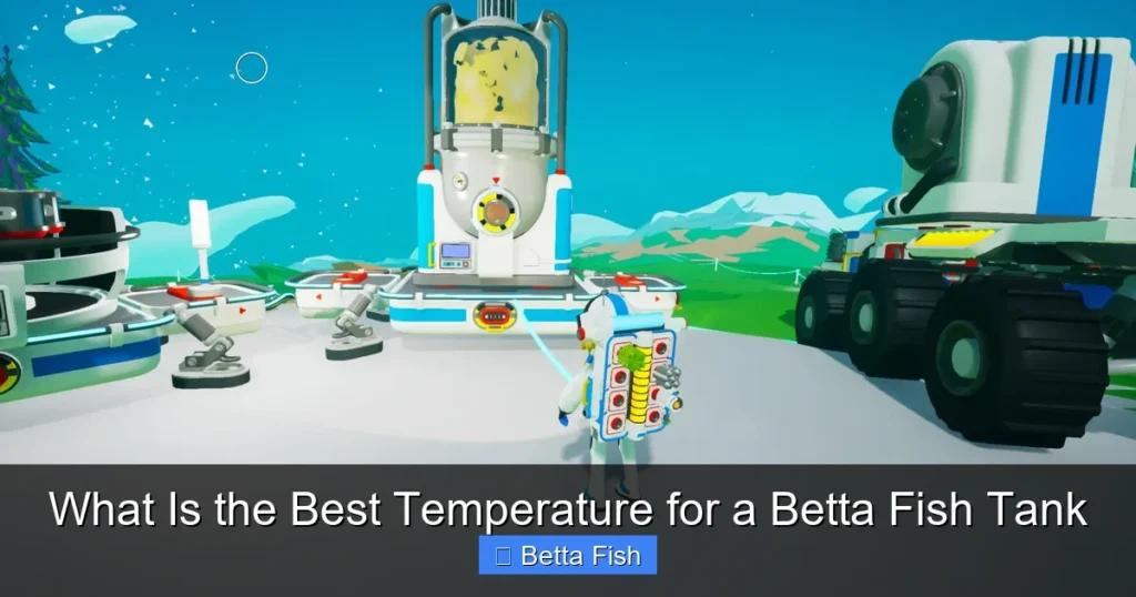 What Is the Best Temperature for a Betta Fish Tank