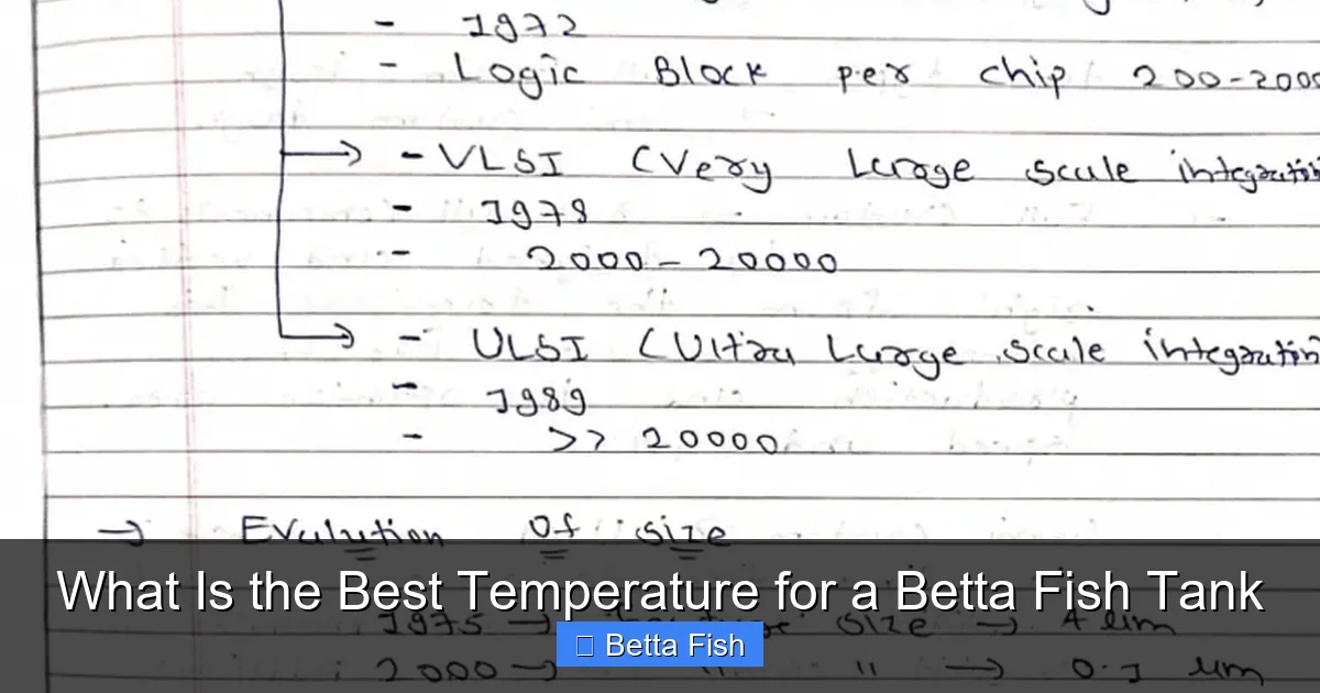 What Is the Best Temperature for a Betta Fish Tank