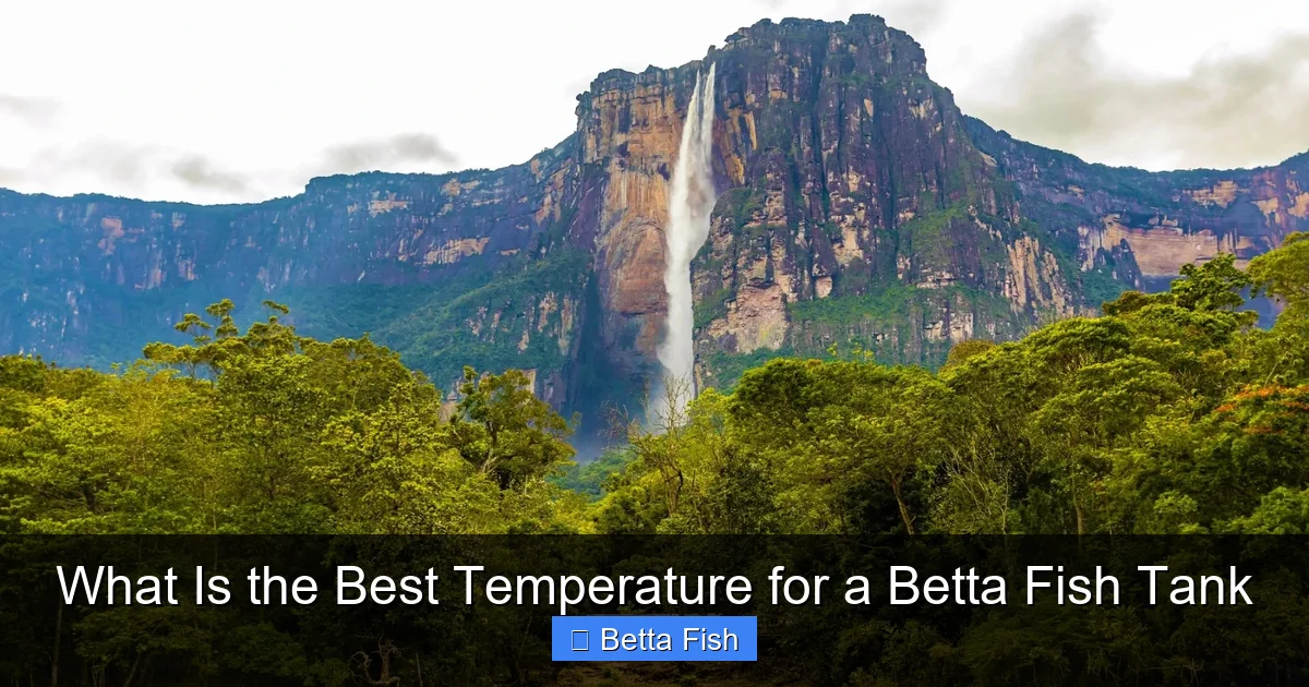 What Is the Best Temperature for a Betta Fish Tank