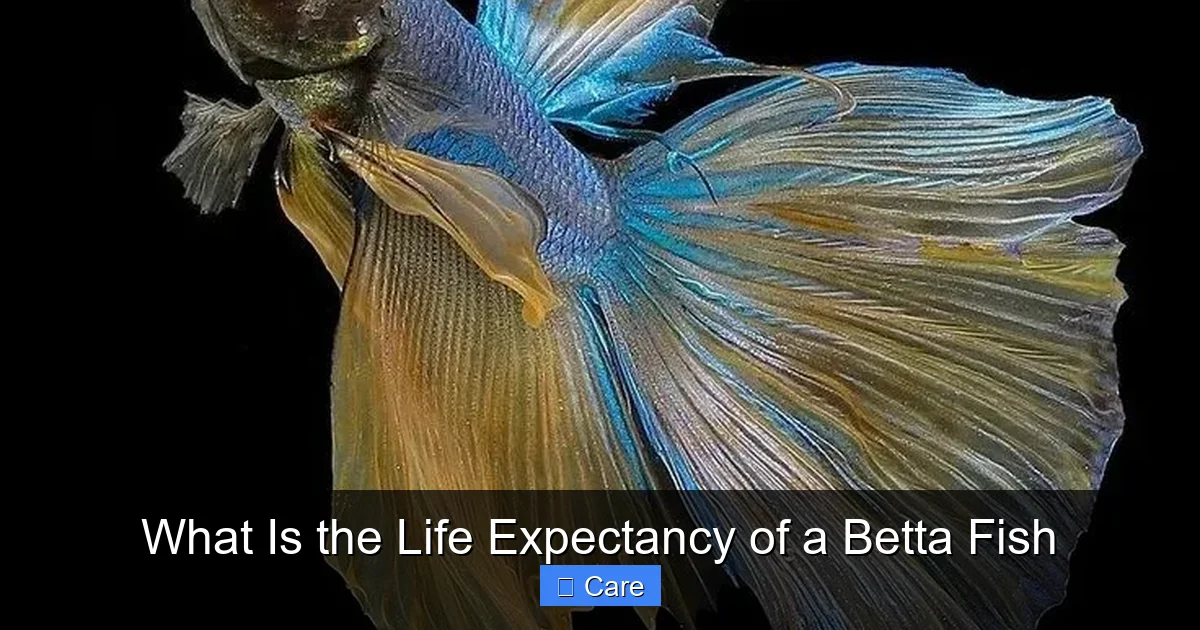 What Is the Life Expectancy of a Betta Fish