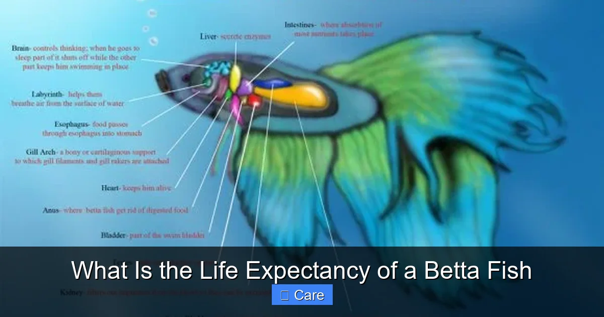 What Is the Life Expectancy of a Betta Fish