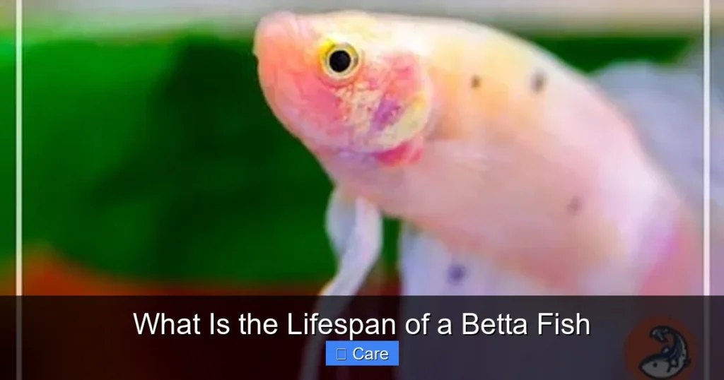 What Is the Lifespan of a Betta Fish