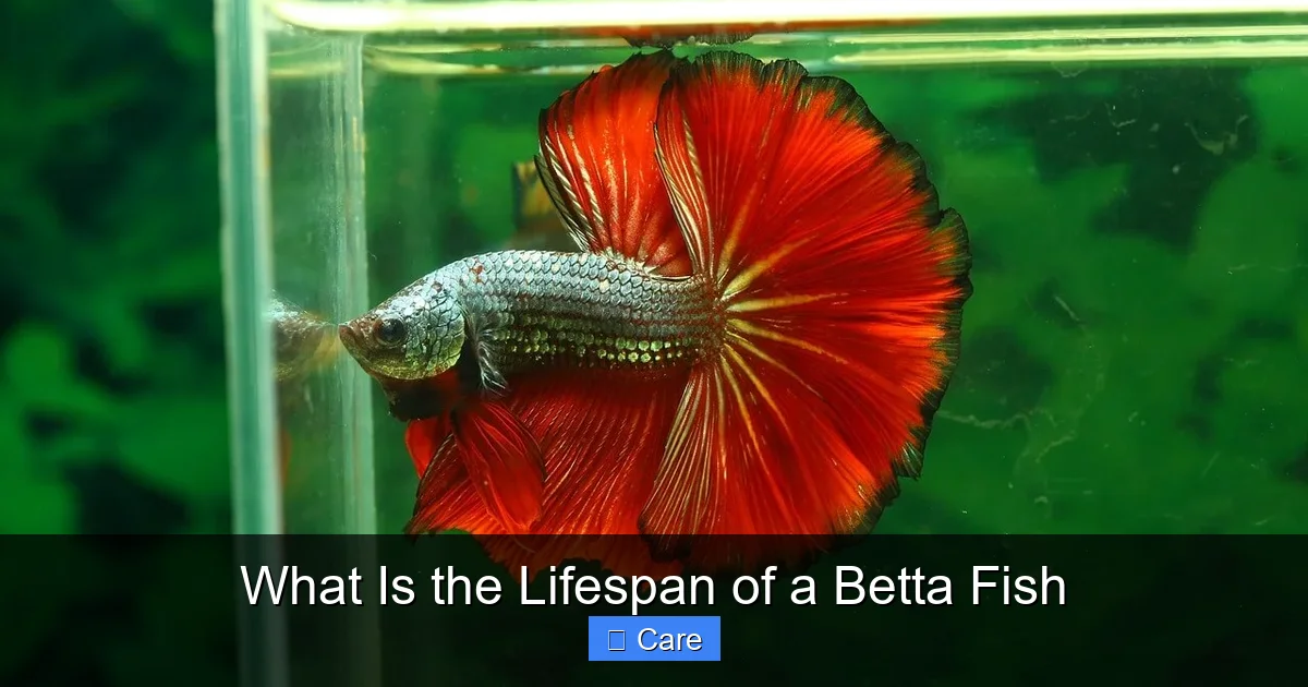 What Is the Lifespan of a Betta Fish
