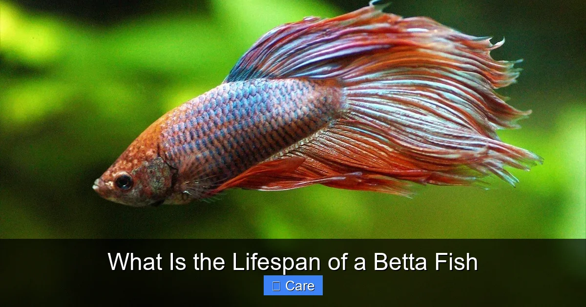 What Is the Lifespan of a Betta Fish