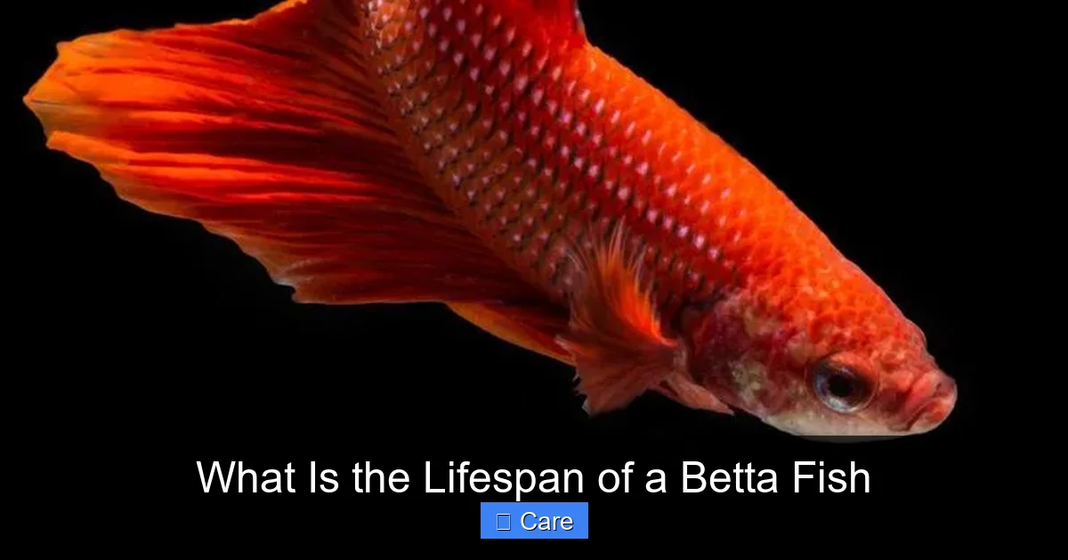 What Is the Lifespan of a Betta Fish