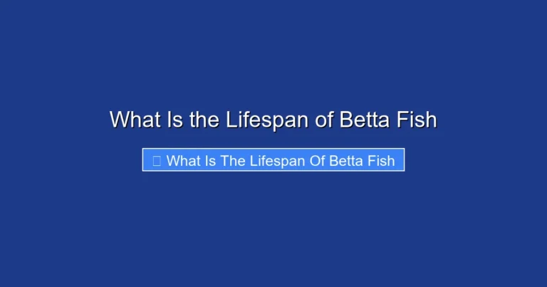 What Is the Lifespan of Betta Fish
