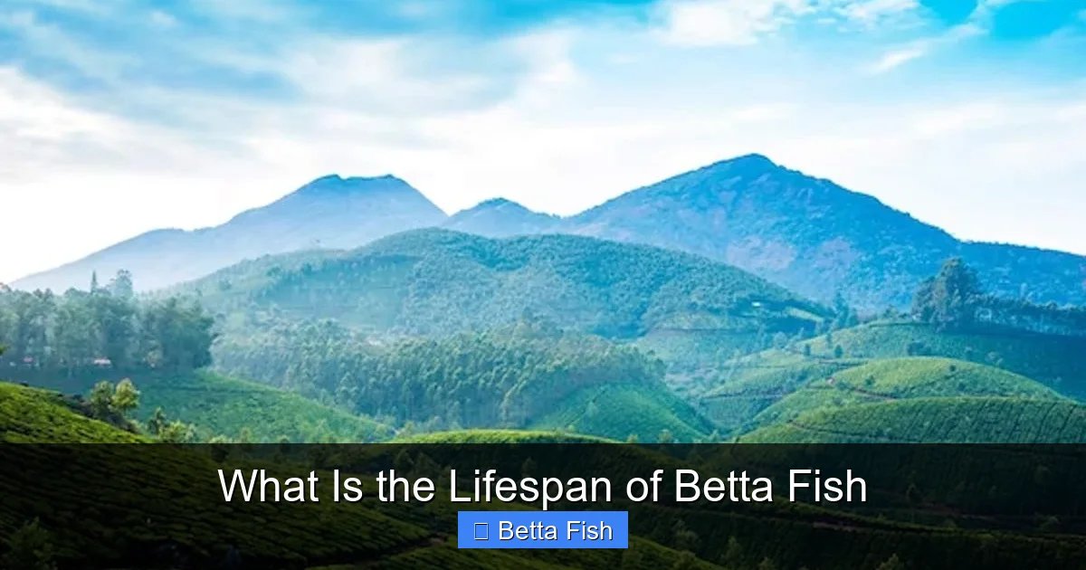 What Is the Lifespan of Betta Fish