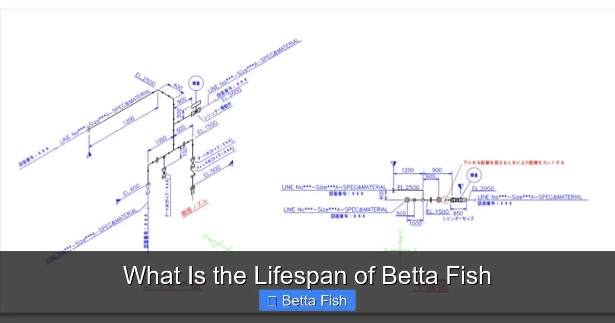 What Is the Lifespan of Betta Fish