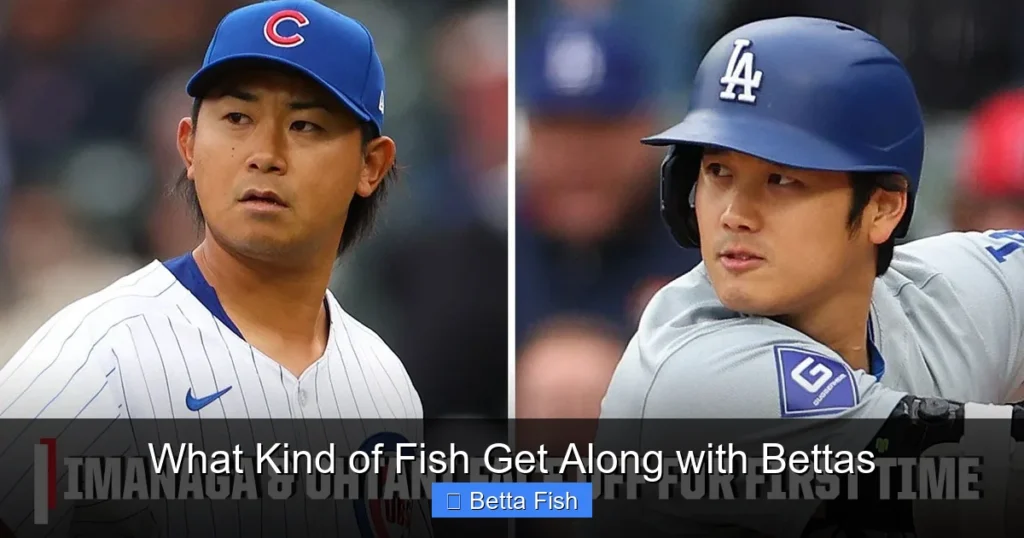 What Kind of Fish Get Along with Bettas