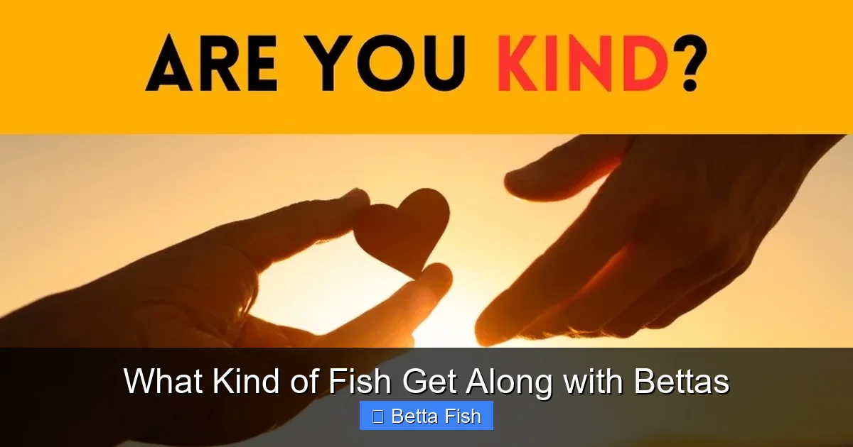 What Kind of Fish Get Along with Bettas