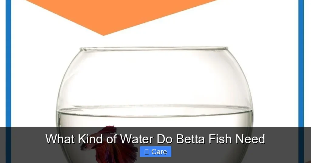 What Kind of Water Do Betta Fish Need
