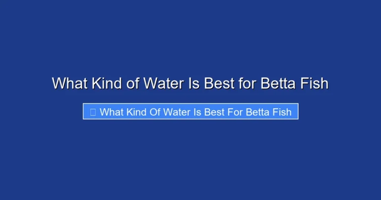 What Kind of Water Is Best for Betta Fish